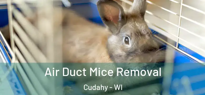  Air Duct Mice Removal Cudahy - WI